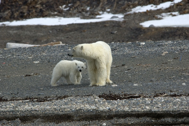 adult female and cub on shore800