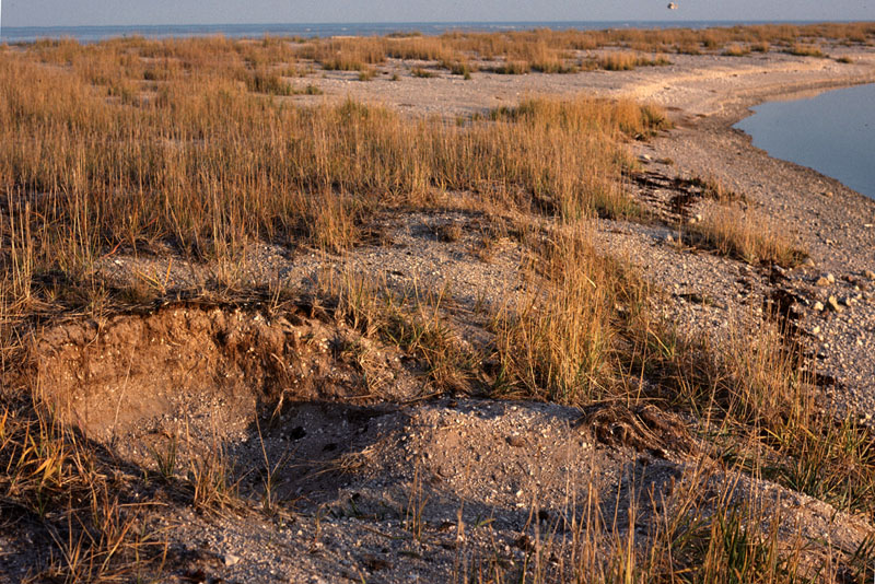 bear resting pit western Hudson Bay800