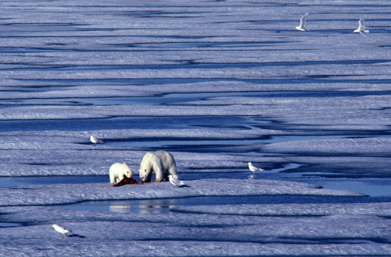 feeding on ringed seal800