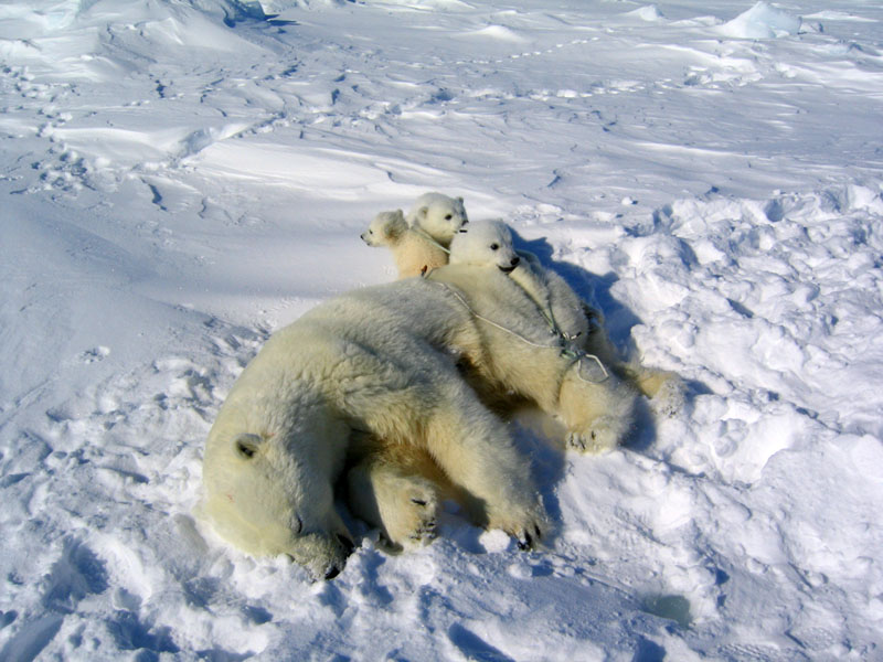 female and triplets immobilized800