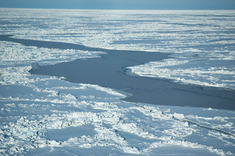 re-frozen lead polar bear habitat800