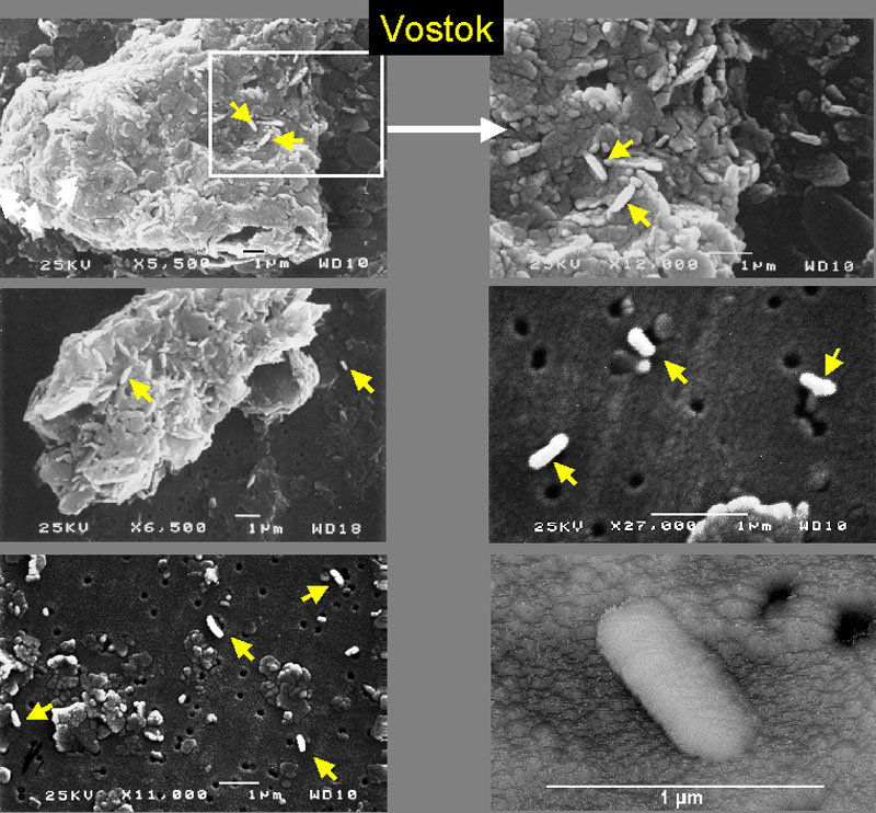 SEM Vostok Ice Core Microbes-800