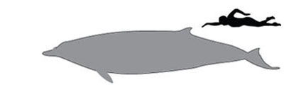 4 10-back-sil