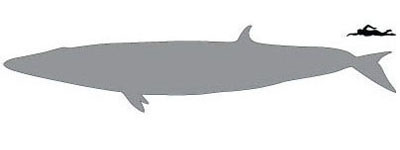 Rorqal size