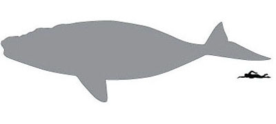 bowheadW-sil