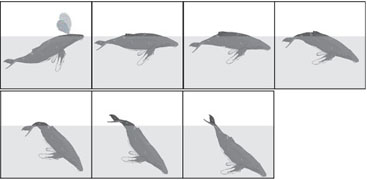 humpback-whale dives