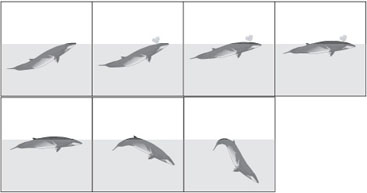 minke-whale dives
