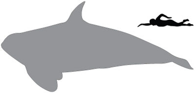 orca-sil