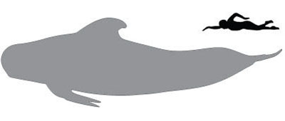 pilot-sil