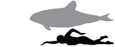 porpoise-size