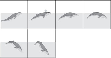 pygmy-whale dives