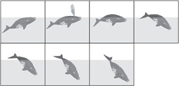 right-whale dives