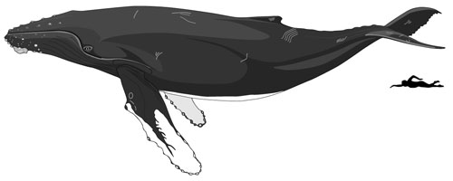 size-humpback-whale