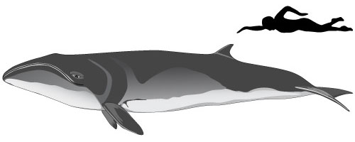 size-pygmy-whale