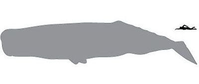 spermW-sil