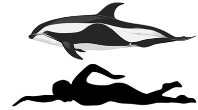 Size-hourglass-dolphin400