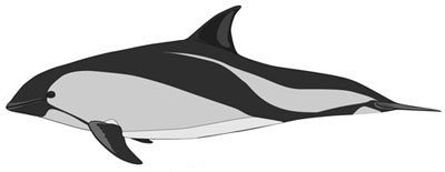 Size-peale-dolphin400