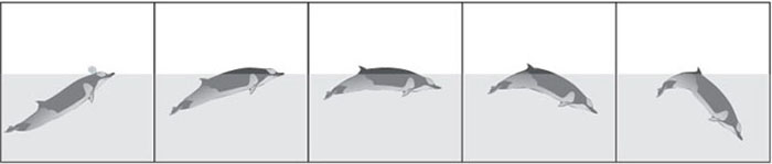 beacked-whale dives700