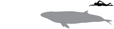 pygmy-whale sil