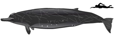 size-arnoux-bcw400