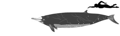 size-gray-bcw400