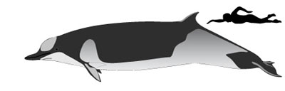 size-shepherd-bcw400